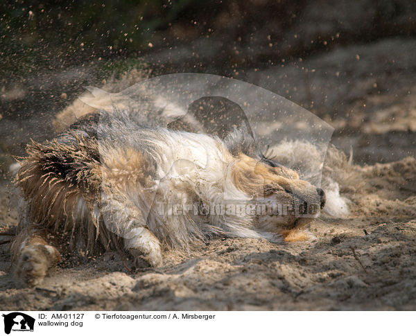 wallowing dog / AM-01127