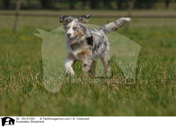 Australian Shepherd / DV-01581