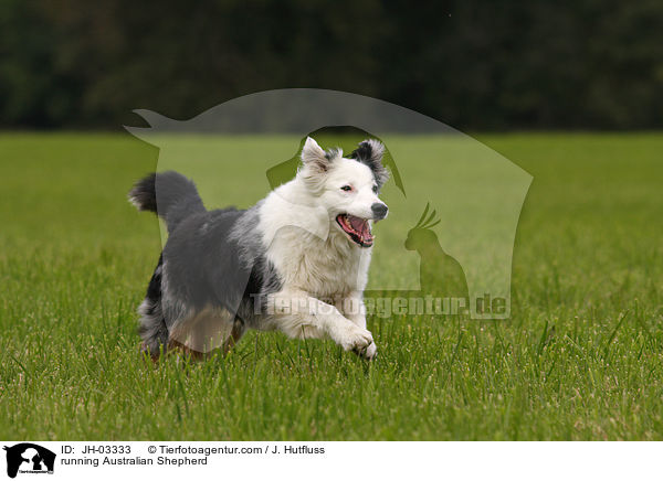 running Australian Shepherd / JH-03333