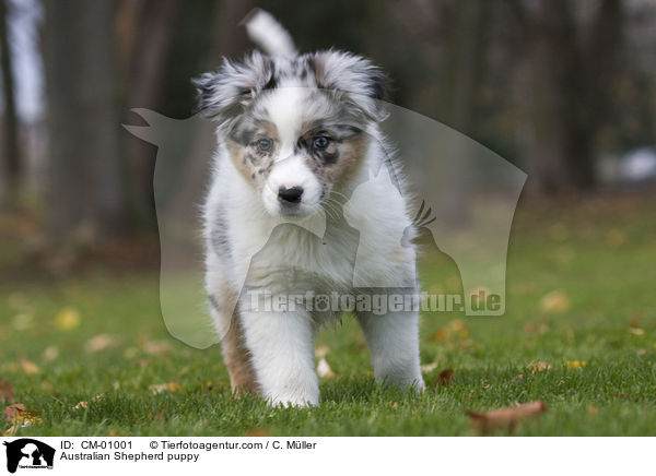 Australian Shepherd puppy / CM-01001