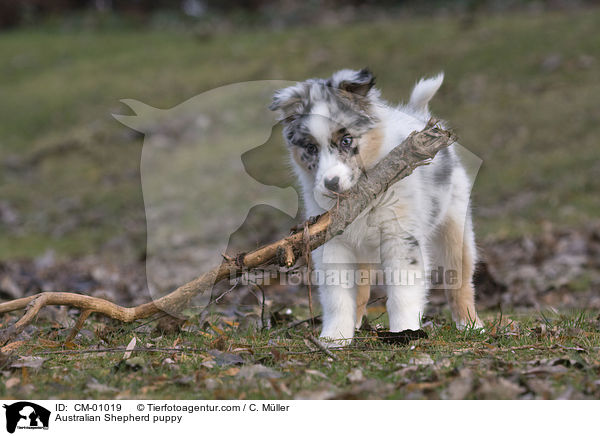 Australian Shepherd puppy / CM-01019