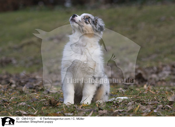 Australian Shepherd puppy / CM-01021