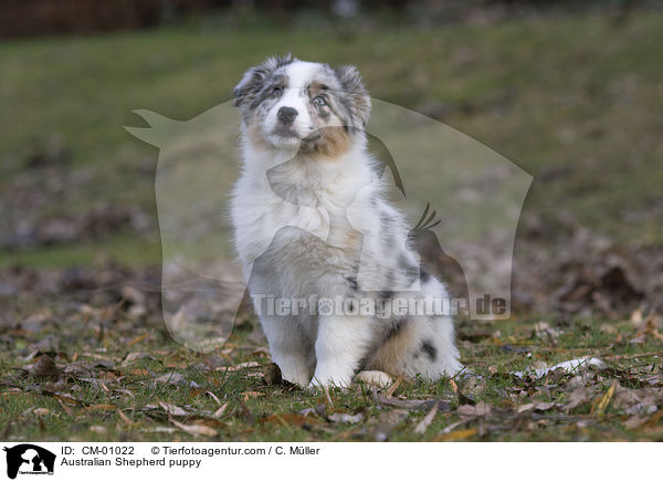 Australian Shepherd puppy / CM-01022