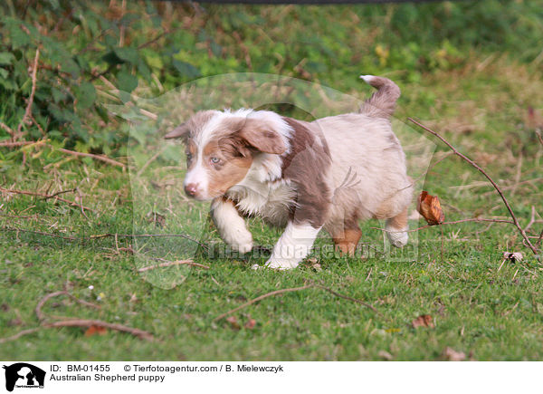 Australian Shepherd puppy / BM-01455