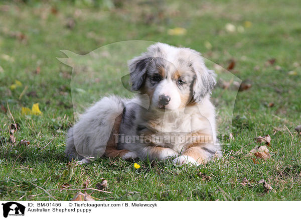Australian Shepherd puppy / BM-01456