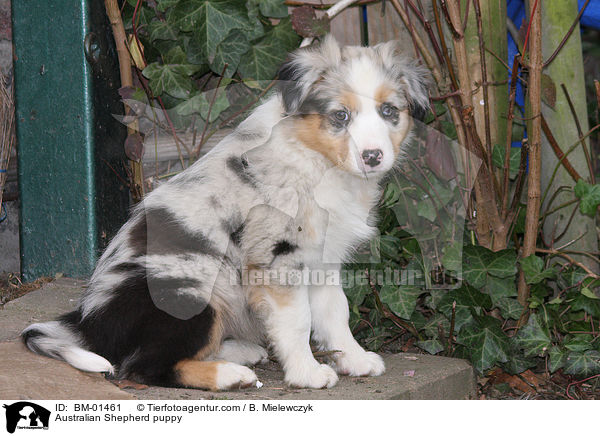 Australian Shepherd puppy / BM-01461