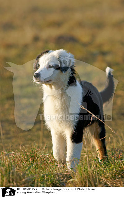 young Australian Shepherd / BS-01277