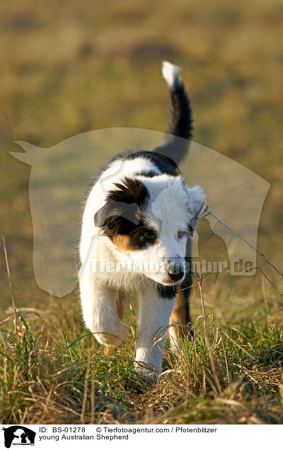 young Australian Shepherd / BS-01278