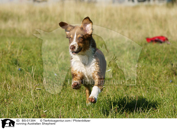running Australian Shepherd / BS-01384