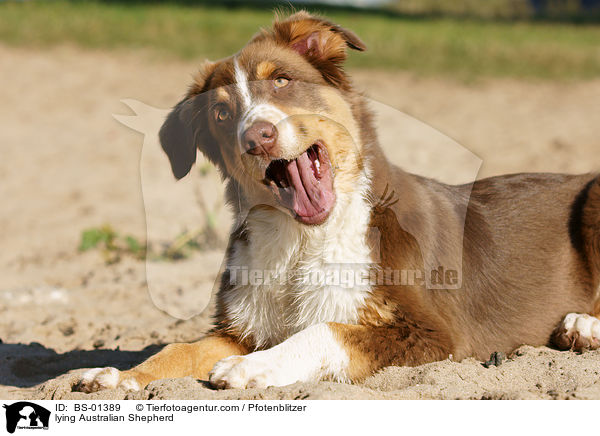 lying Australian Shepherd / BS-01389