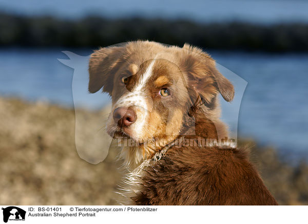 Australian Shepherd Portrait / BS-01401