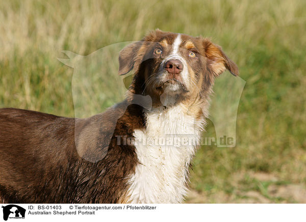 Australian Shepherd Portrait / BS-01403