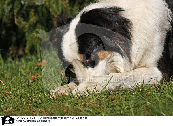 liegender Australian Shepherd / lying Australian Shepherd / DG-01001