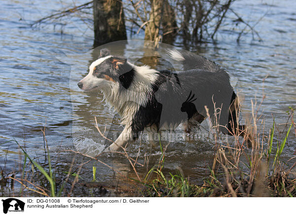 rennender Australian Shepherd / running Australian Shepherd / DG-01008