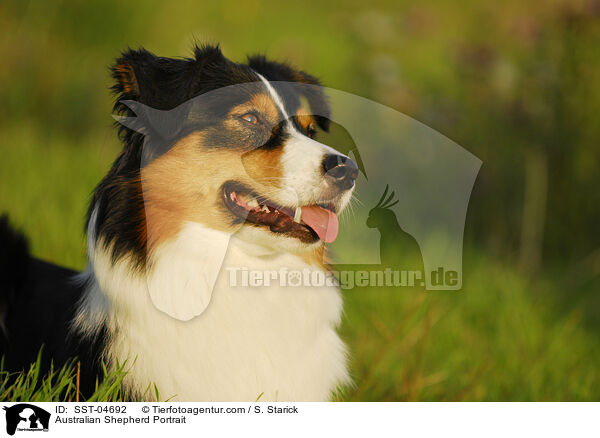 Australian Shepherd Portrait / Australian Shepherd Portrait / SST-04692