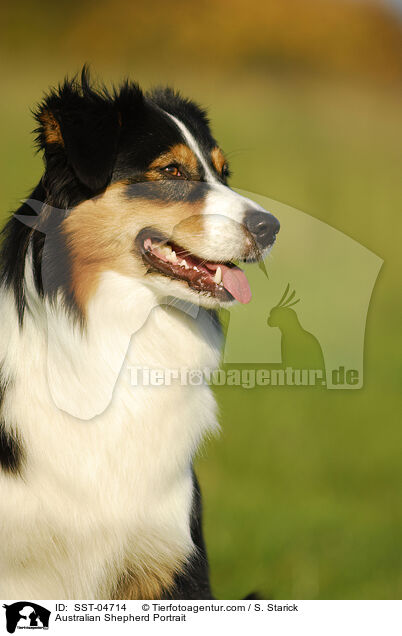 Australian Shepherd Portrait / SST-04714