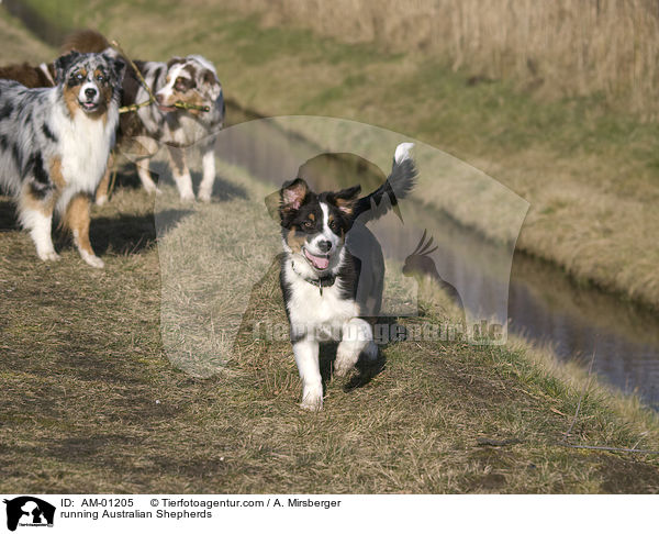 running Australian Shepherds / AM-01205