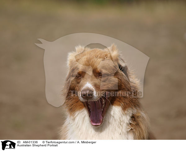 Australian Shepherd Portrait / Australian Shepherd Portrait / AM-01336