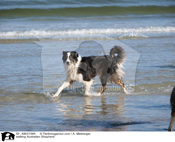 laufender Australian Shepherd / walking Australian Shepherd / AM-01584