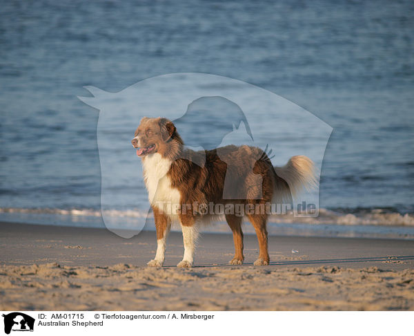 Australian Shepherd / AM-01715