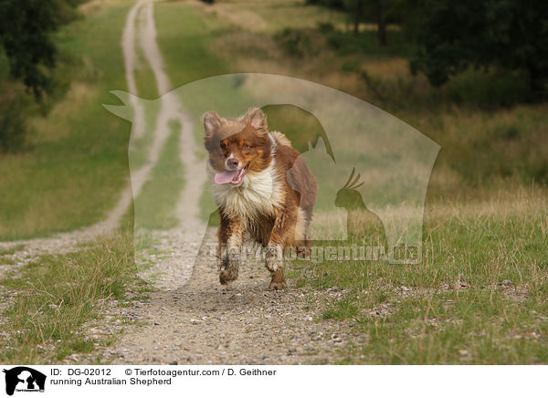 rennender Australian Shepherd / running Australian Shepherd / DG-02012