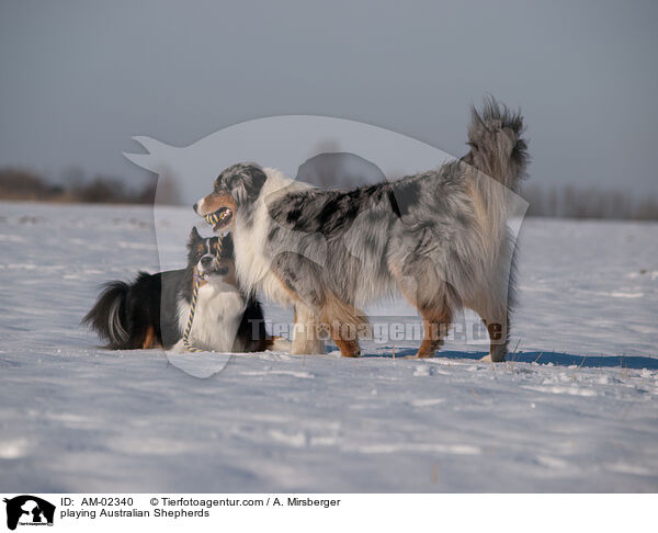 spielende Australian Shepherds / playing Australian Shepherds / AM-02340