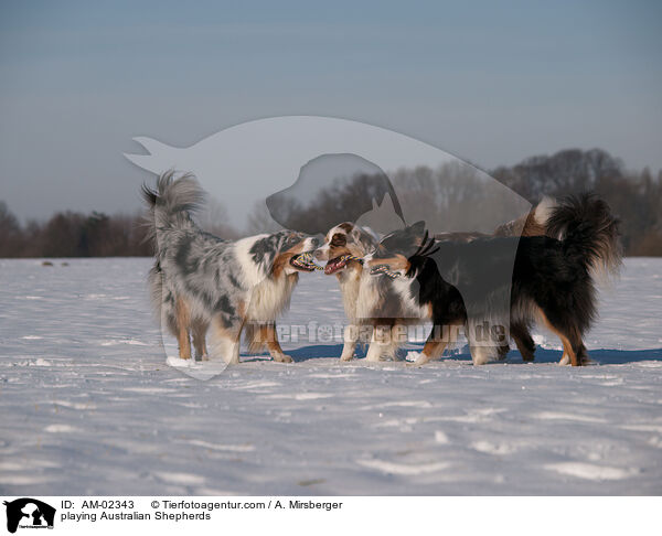 spielende Australian Shepherds / playing Australian Shepherds / AM-02343