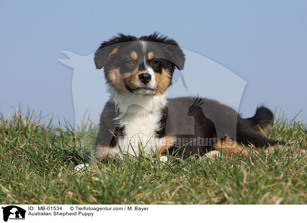 Australian Shepherd Welpe / Australian Shepherd Puppy / MB-01534