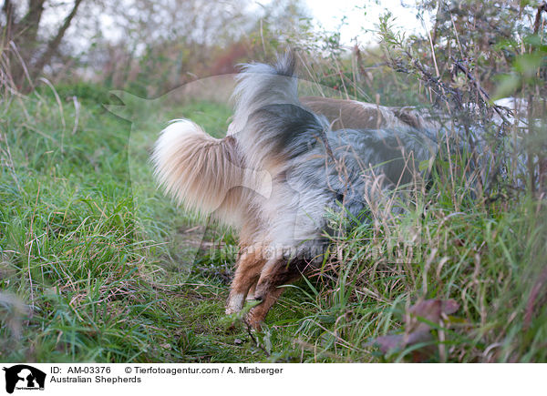 Australian Shepherds / Australian Shepherds / AM-03376