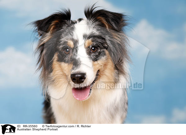 Australian Shepherd Portrait / Australian Shepherd Portrait / RR-35560