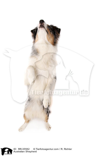 Australian Shepherd / Australian Shepherd / RR-35562