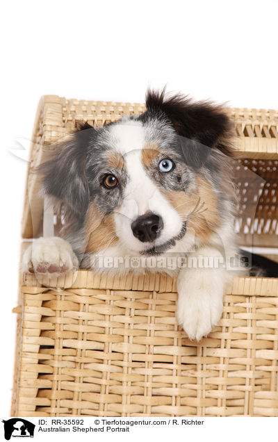 Australian Shepherd Portrait / Australian Shepherd Portrait / RR-35592