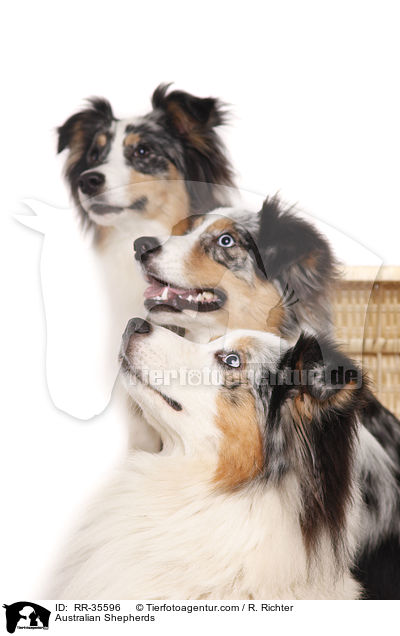 Australian Shepherds / Australian Shepherds / RR-35596