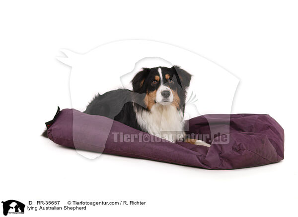 liegender Australian Shepherd / lying Australian Shepherd / RR-35657