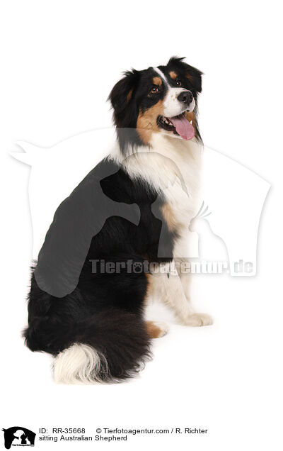 sitzender Australian Shepherd / sitting Australian Shepherd / RR-35668