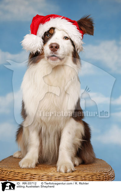 sitzender Australian Shepherd / sitting Australian Shepherd / RR-35712