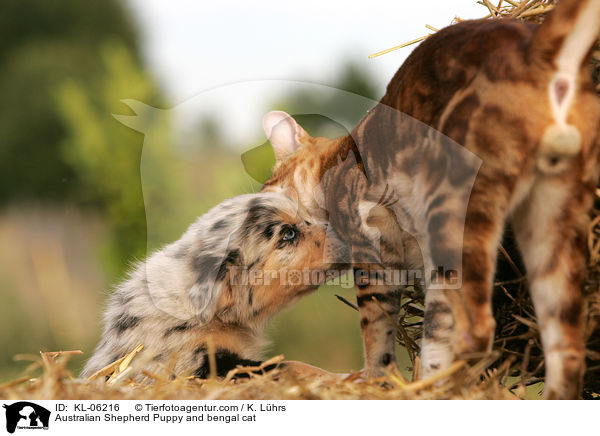 Australian Shepherd Puppy and bengal cat / KL-06216