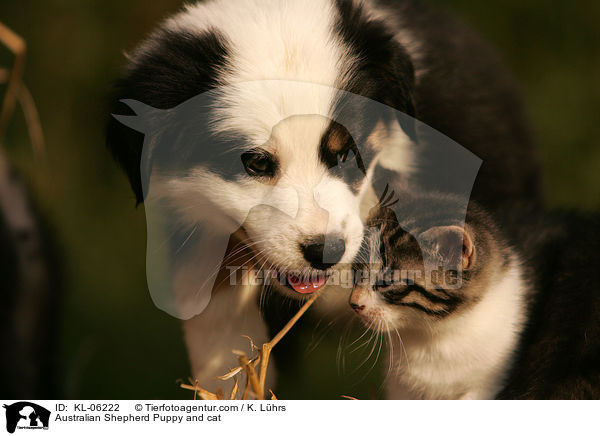 Australian Shepherd Puppy and cat / KL-06222
