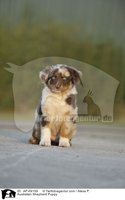 Australian Shepherd Welpe / Australian Shepherd Puppy / AP-09159