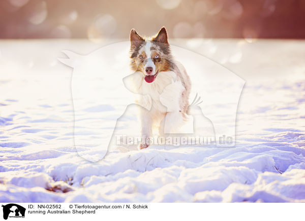 rennender Australian Shepherd / running Australian Shepherd / NN-02562