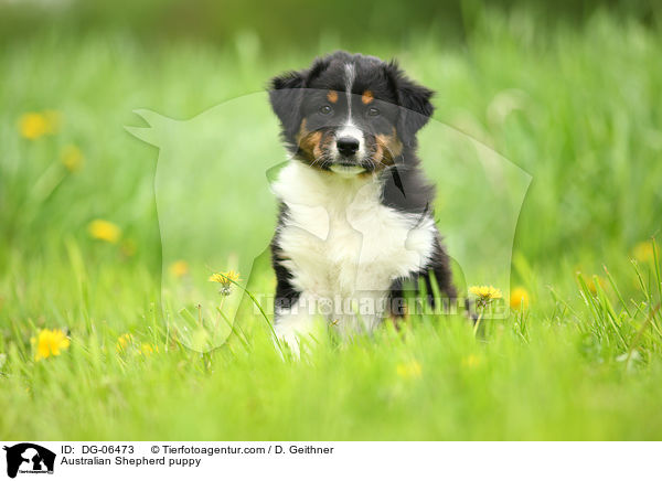 Australian Shepherd Welpe / Australian Shepherd puppy / DG-06473