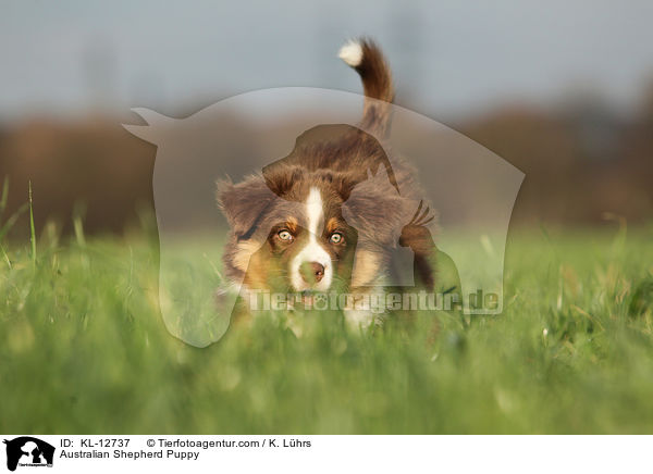 Australian Shepherd Welpe / Australian Shepherd Puppy / KL-12737