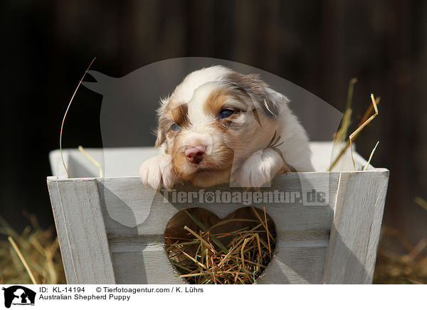 Australian Shepherd Welpe / Australian Shepherd Puppy / KL-14194