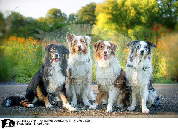 4 Australian Shepherds / 4 Australian Shepherds / BS-05579