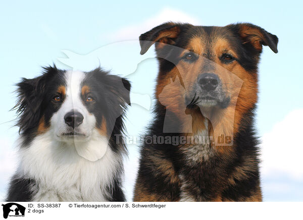 2 Hunde / 2 dogs / SS-38387