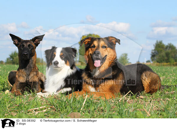 3 Hunde / 3 dogs / SS-38392