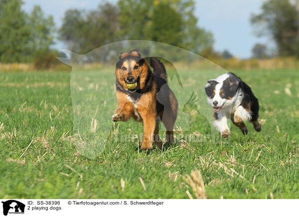 2 playing dogs / SS-38396