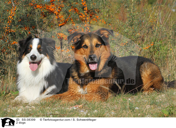 2 Hunde / 2 dogs / SS-38399