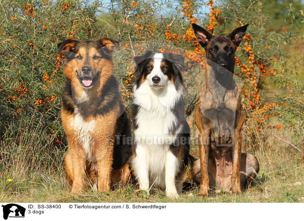 3 Hunde / 3 dogs / SS-38400