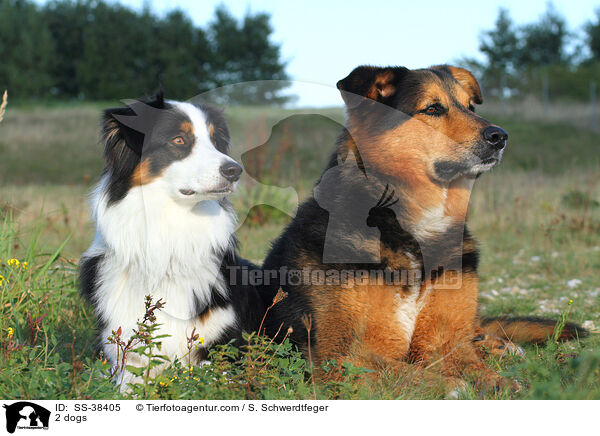 2 Hunde / 2 dogs / SS-38405